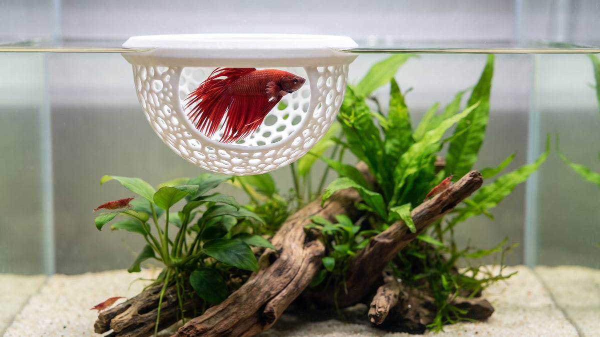 White openwork floating hide at the surface of a planted aquarium with a red betta resting inside it, driftwood, plants and small red shrimp below